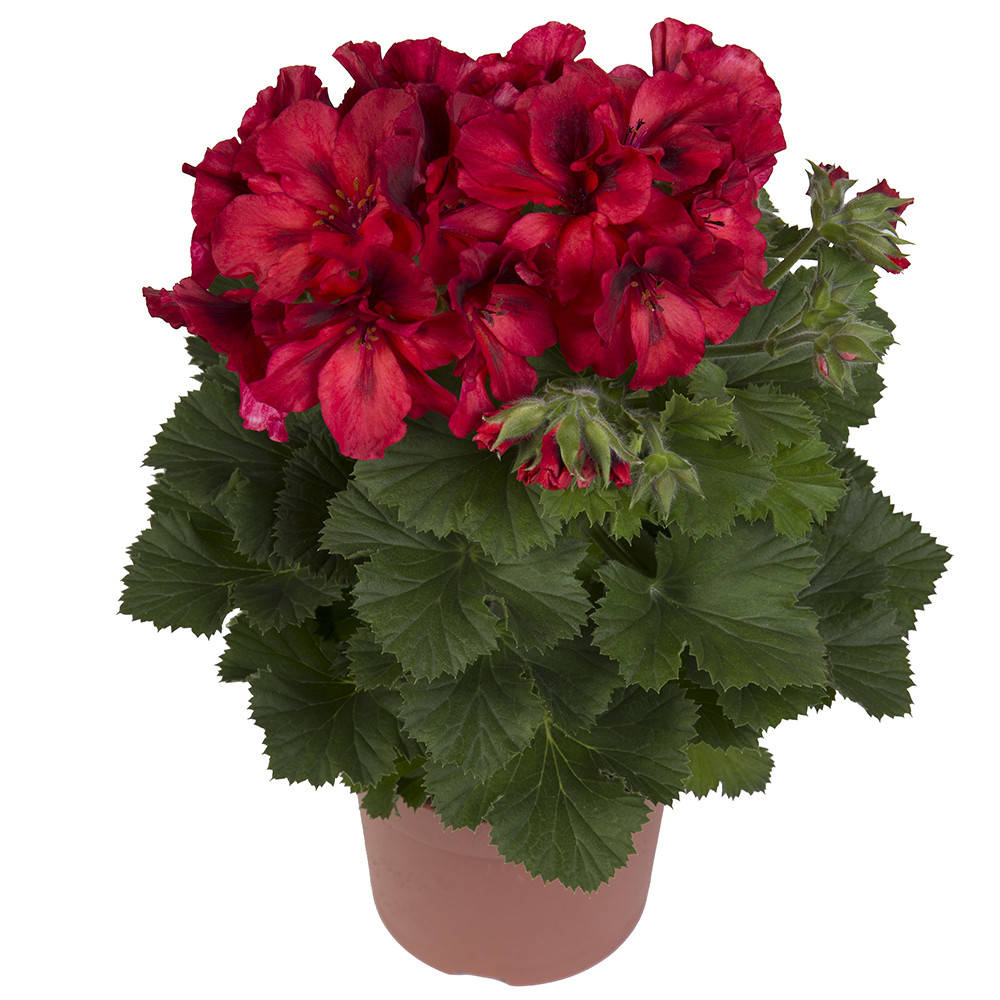 

Королевская пеларгония Elegance Franny