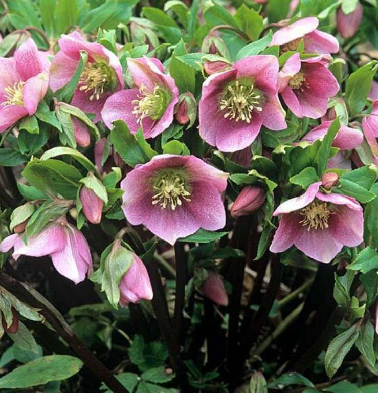 

Морозник корень молотый (порошком) Закарпаття 2022р - 0.5 кг