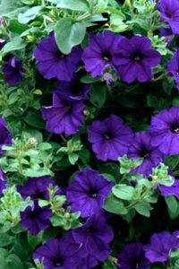 

Семена цветов Петуния гибридная синяя, 0,05г ЭлитСорт, Синий