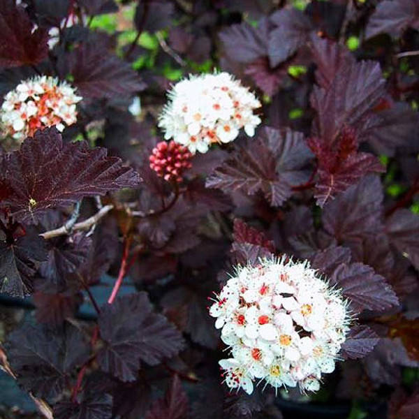 

Саженец Пузыреплодник Red Baron 0,5 л