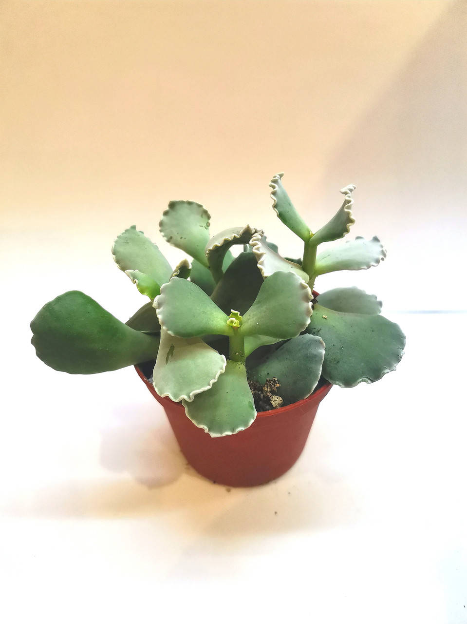

Котиледон Cotyledon undulata Суккулент Комнатное растение