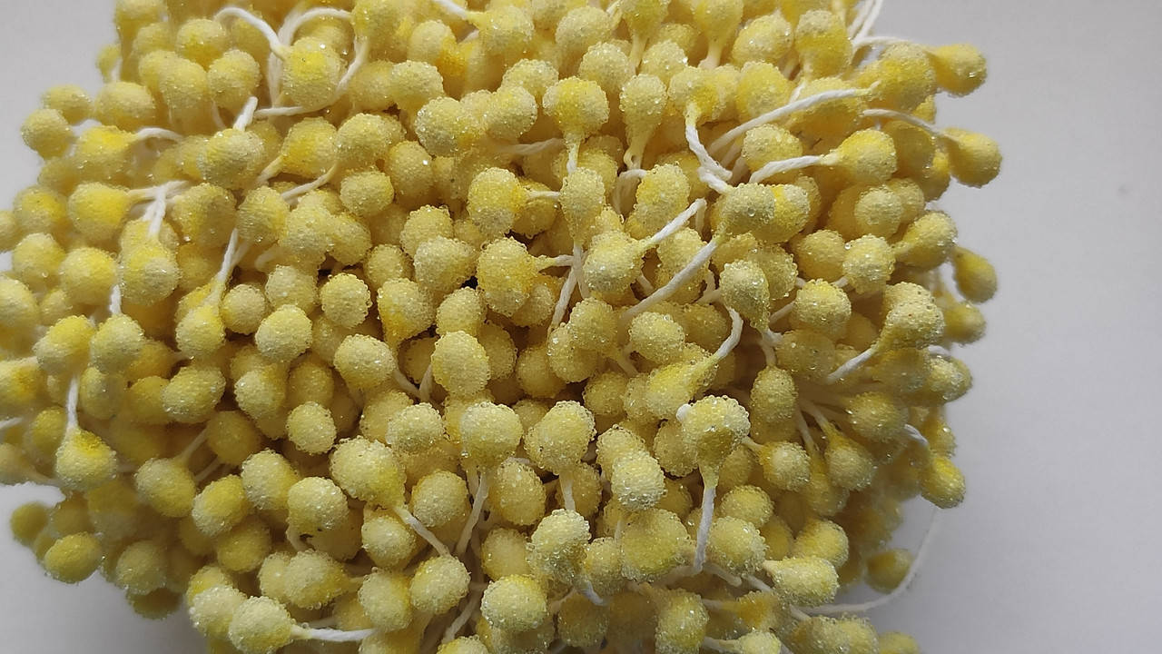 

Тычинки сахарные . Набор 40 ниточек .Цвет жёлтый .