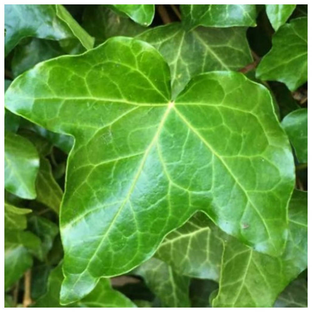 

Плющ «Скутіфолія» Плющ «Скутифолия» Hedera helix «Scutifolia (26)