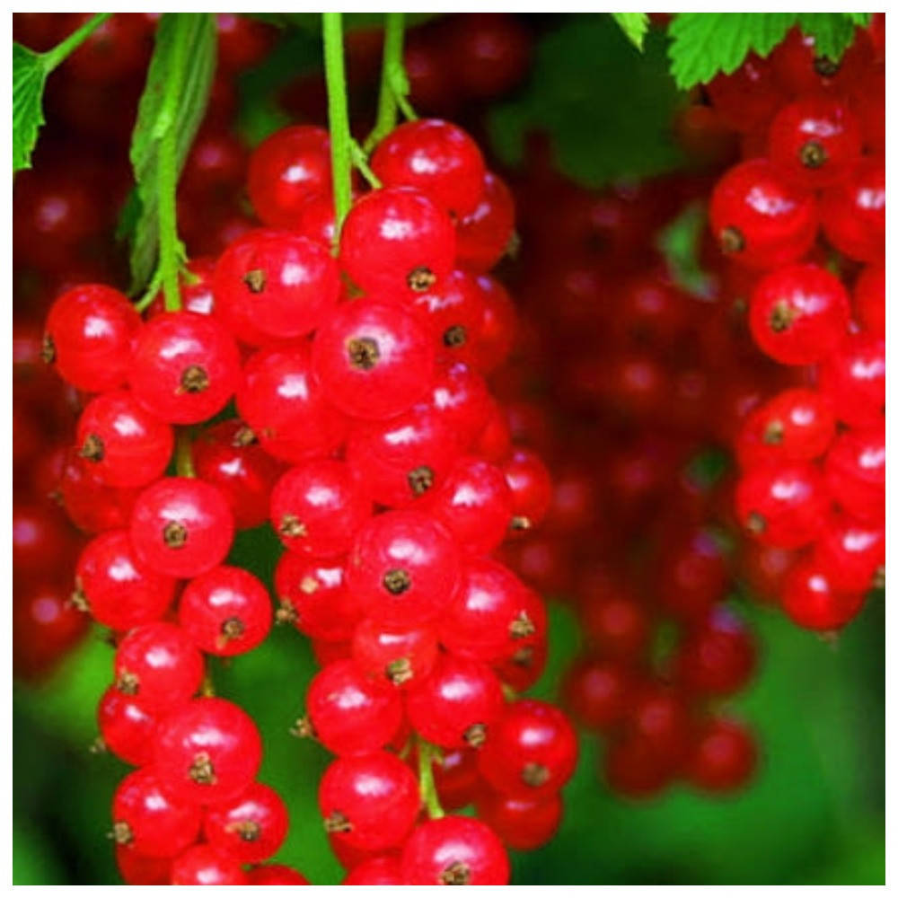 

Смородина красная Ролан