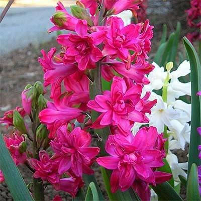 

Гиацинт махровый Red Diamond ( Рэд Даймонд )