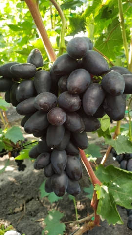 

Черенки винограда Черный рояль