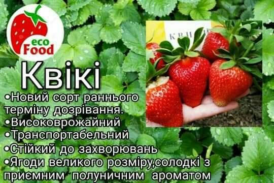 

Сорт Квікі