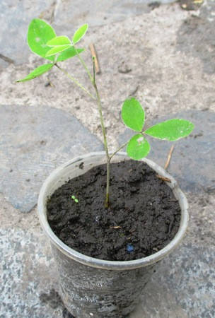 

Ракитник золотой дождь (Laburnum anagyroides). Сеянцы в контейнерах Д5.