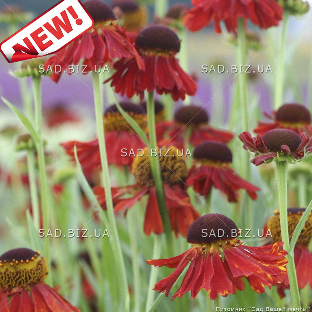 

Гелениум гибридный 'Moerheim Beauty'. Контейнер 3 л