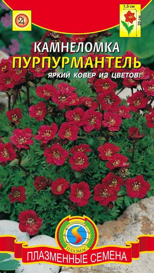 

Камнеломка Пурпурмантель 0,01 г (Плазменные семена)