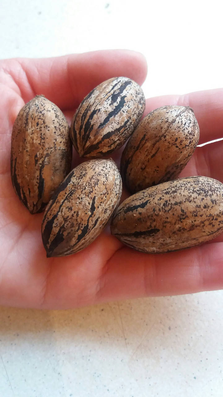 

Саженцы ореха ПЕКАН СТЮАРТ (двухлетний) привитой