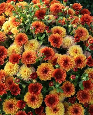 

Хризантема мультифлора Masculino Orange. В контейнерах Д5.