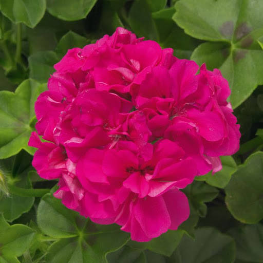 

Пеларгония зональная фуксия, Pelargonium zonale, Темно-розовый