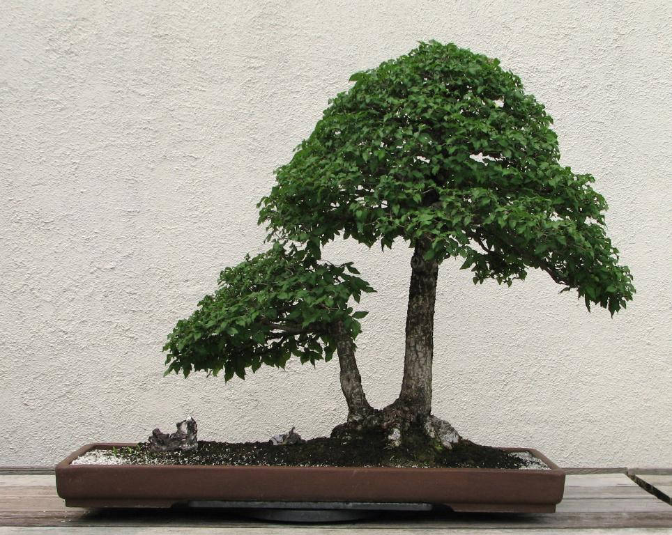 

Вяз приземистый Ulmus pumila 5 сем Бонсай