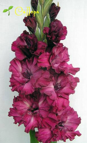 

Гладиолус Чарующий Взгляд