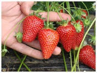 

Рассада клубники Сирия