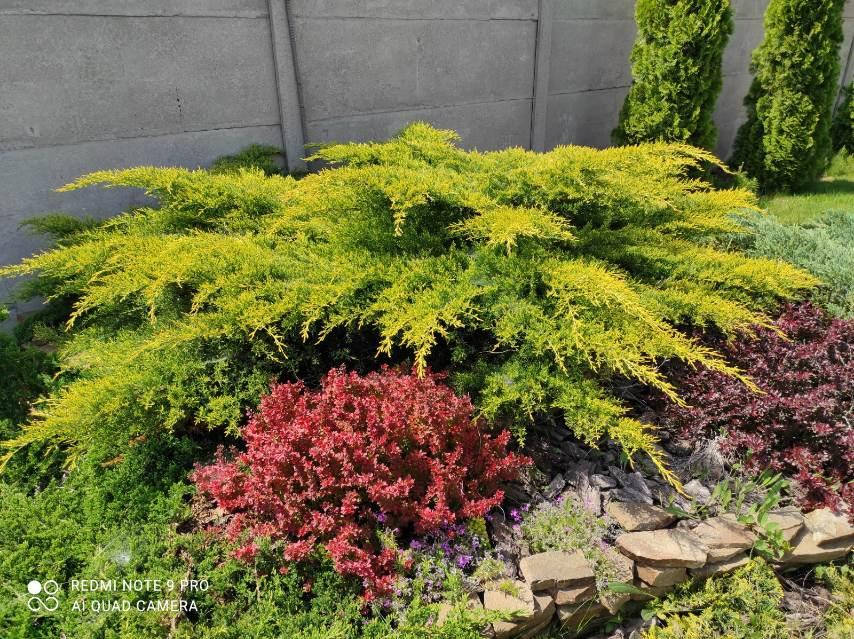 

Саженцы Можжевельника среднего Олд Голд (Juniperus x pfitzeriana Old Gold) Р9