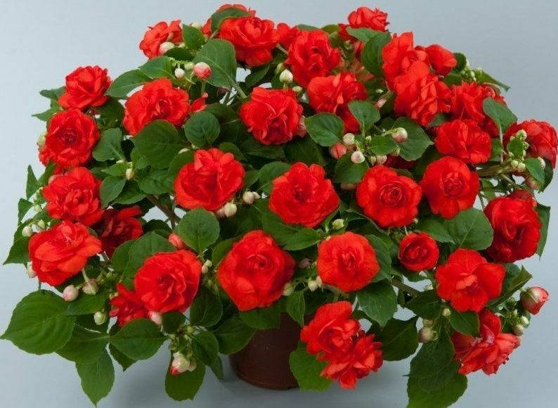 

Семена Бальзамин ампельный махровый красный AthenaF1 5 шт Floranova