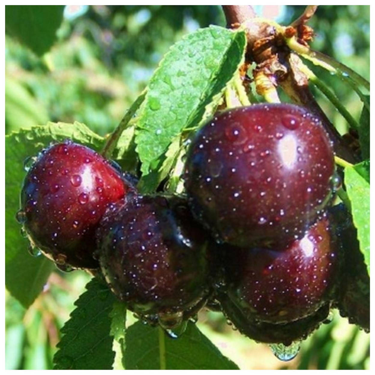 

Вишня Ночка (средняя)