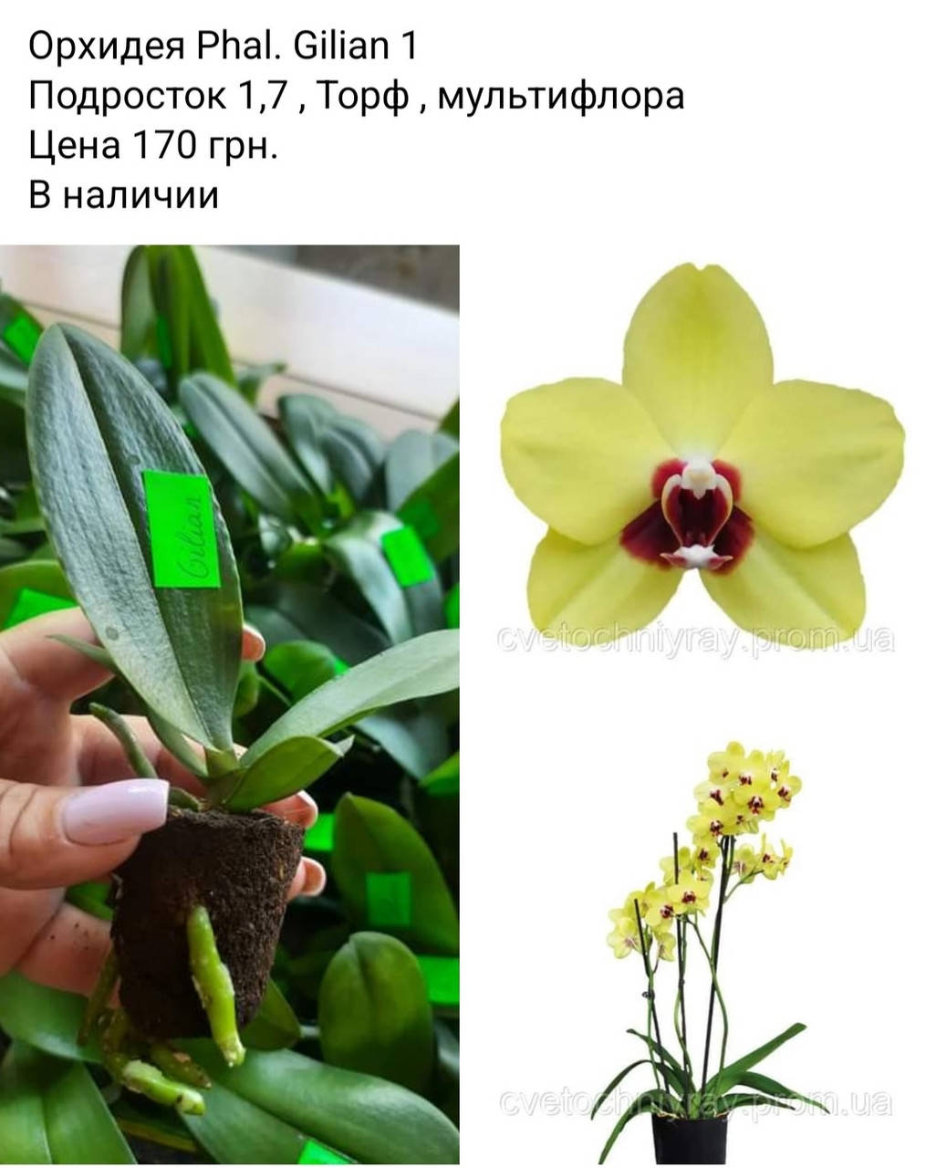 

Орхидея Phal. Gilian 1 Подросток 1,7 , Торф , мультифлора