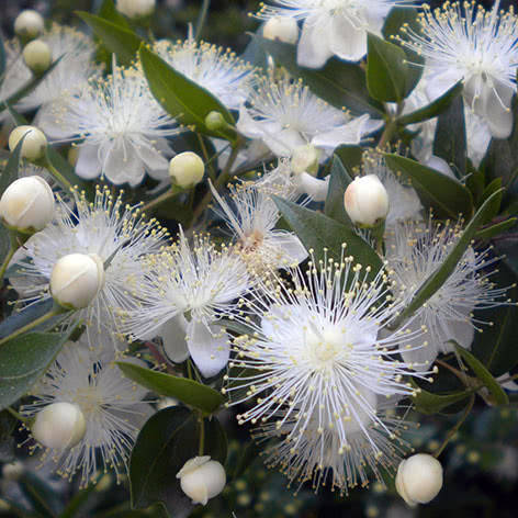 

Мирт, Myrtus communis, Зелёный