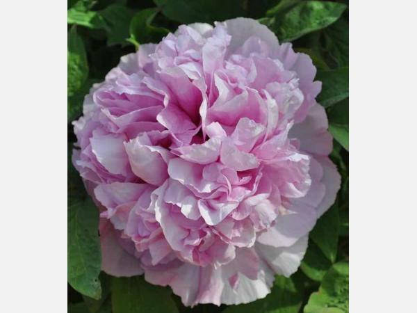 

Пион древовидный Colorful Painting, Розовый