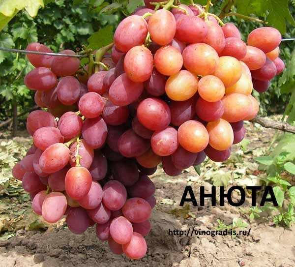 

Саженцы винограда Анюта