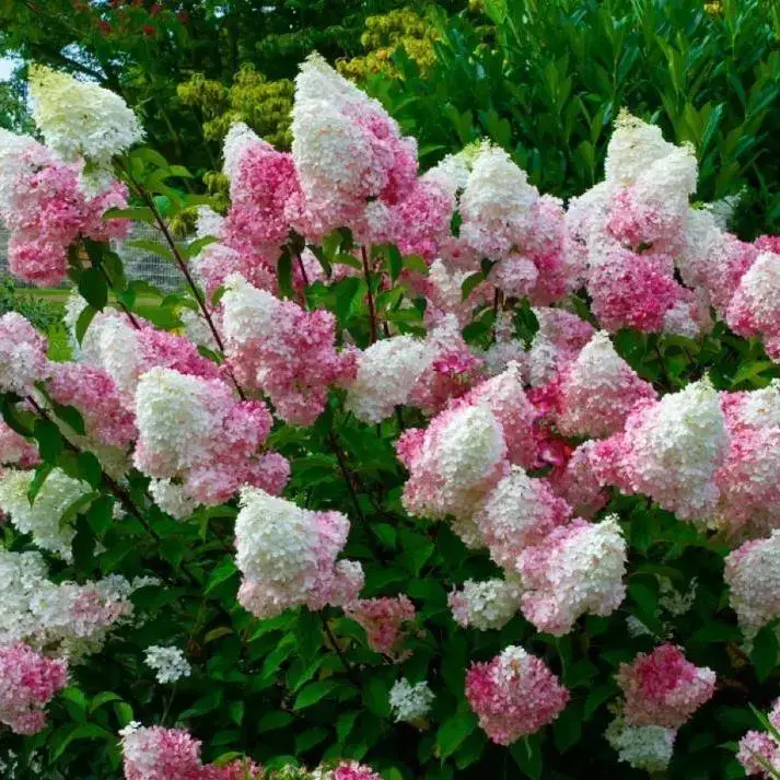

Гортензия "ВАНИЛЛА ФРАЙЗ" метельчатая (Hydrangea paniculata `Vanille Fraise`) / Саженцы