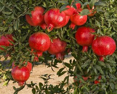 

Гранат "Крымский розовый"