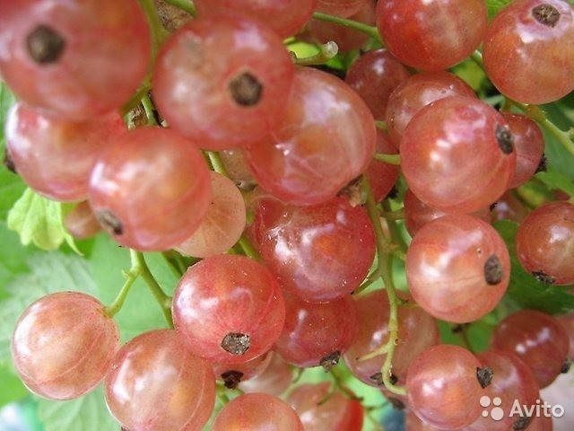 

Саженцы розовой смородины ЧУДЕСНАЯ (двухлетний) раннего срока созревания