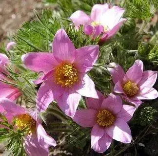 

Прострел (сон-трава) "ОБЫКНОВЕННЫЙ РОЗОВЫЙ" / Саженцы (ЗКС)