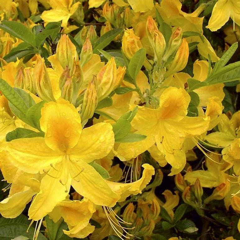 

Азалія Голдтопаз / Azalea Goldtopas C3 / H 15