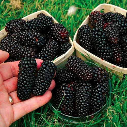 

Ожина гігант