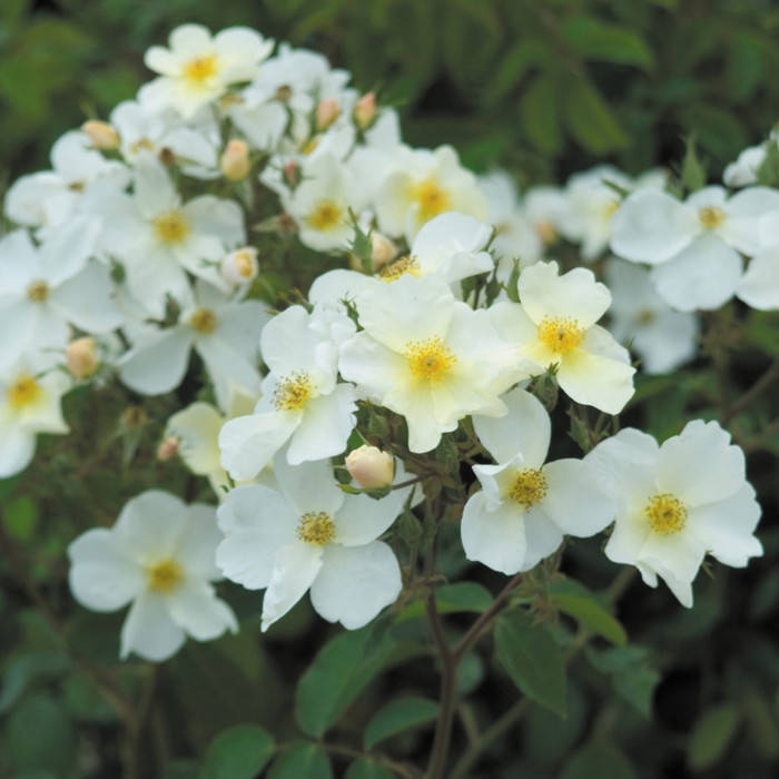 

Кью Гарденс (Kew Gardens)