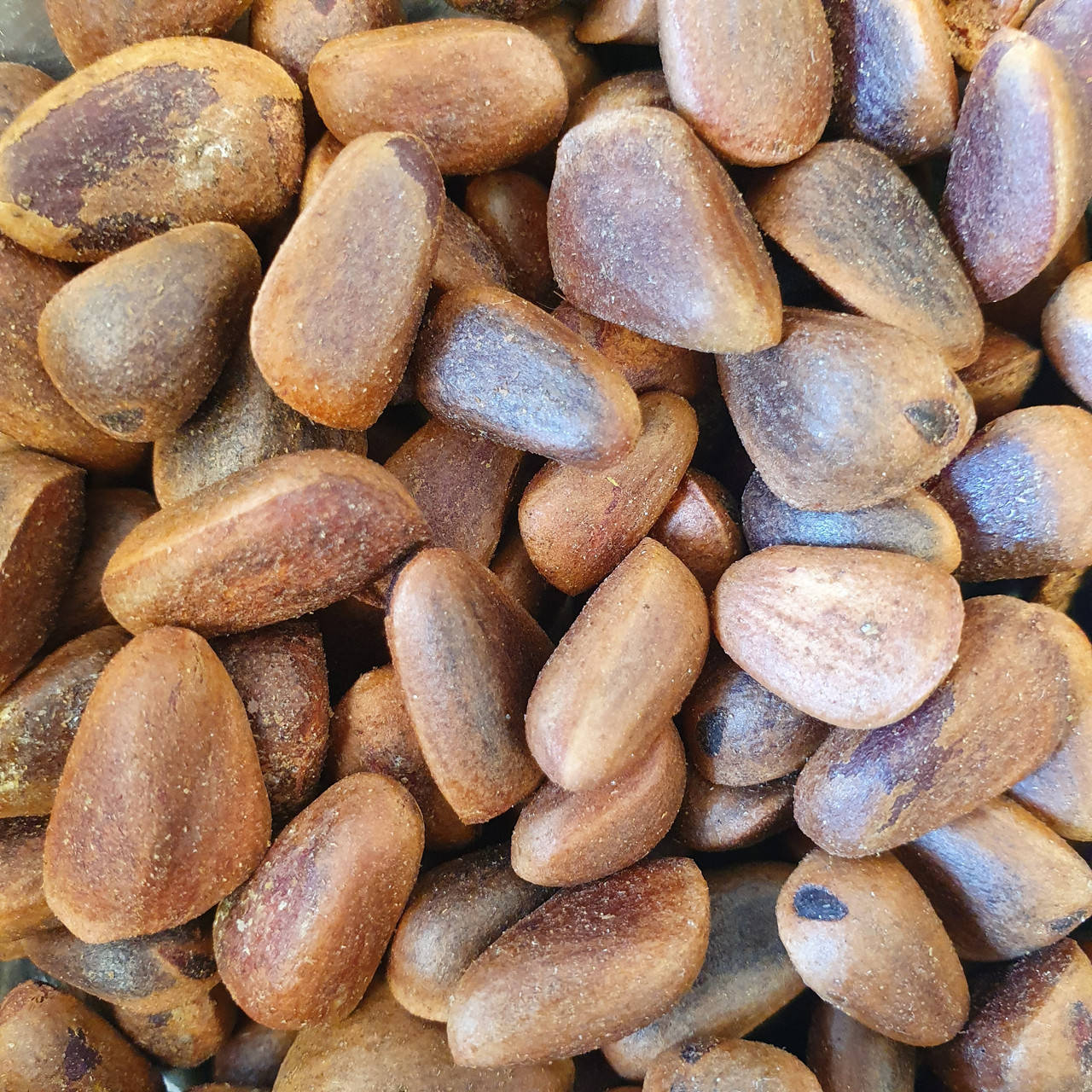 

Кедровые орехи 50 гр. (Свежий урожай) лат. Cedrus