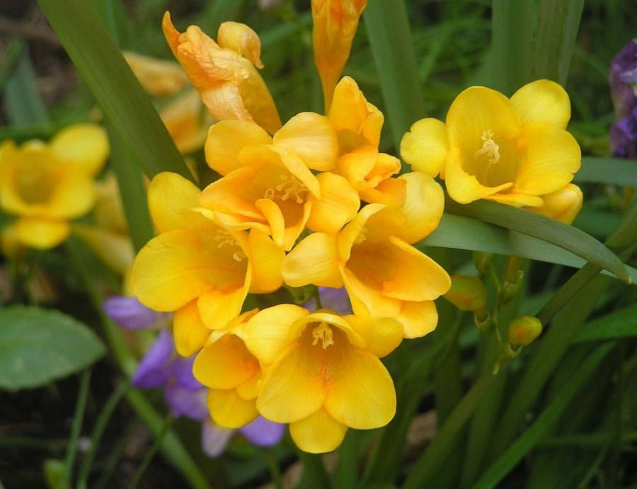 

Фрезия простая Yellow / Жёлтая / 5 луковиц/уп.