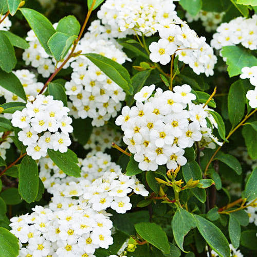 

Спирея Vanhouttei (саженцы)