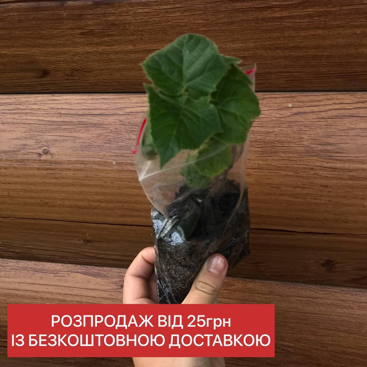 

Саженцы Павловнии медоносного сорта, размер от 5см до 10см. У нас бесплатная доставка и лучшие цены
