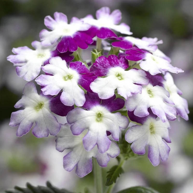 

Семена вербены 10 шт Obsession(Обсешн) Syngenta Голландия Twister Purple