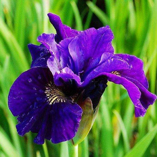 

Ирис Siberica Ruffled Velvet (корневища)