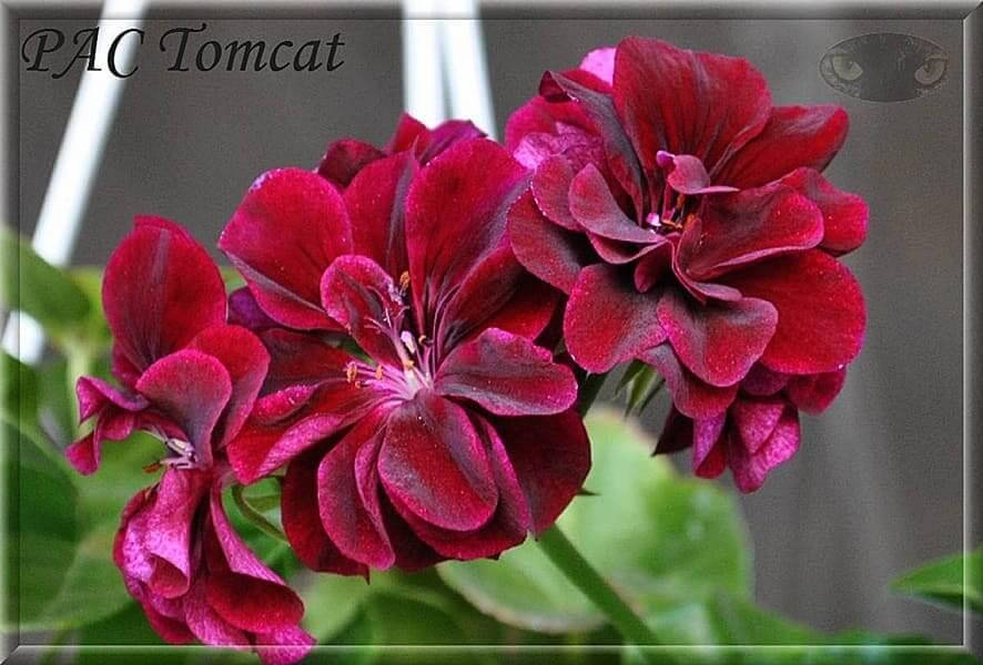 

30. Tomcat