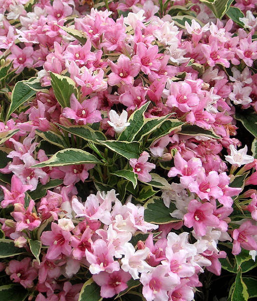 

Вейгела цветущая 'Вариегата'(Variegata) 20-30 см, р9, 2-летки