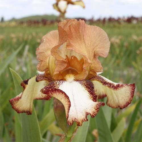 

Ирис Siva Siva (корневища)