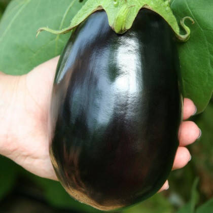 

Сандра F1 10 шт семена баклажан Semo Чехия