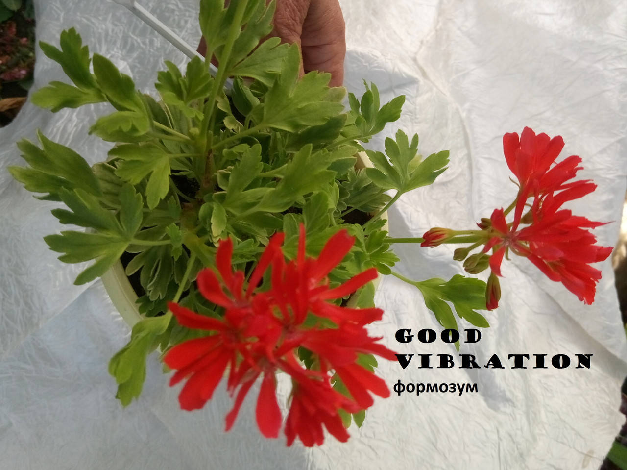 

Пеларгония "Good Vibration" (формозум, герань, калачик №81)