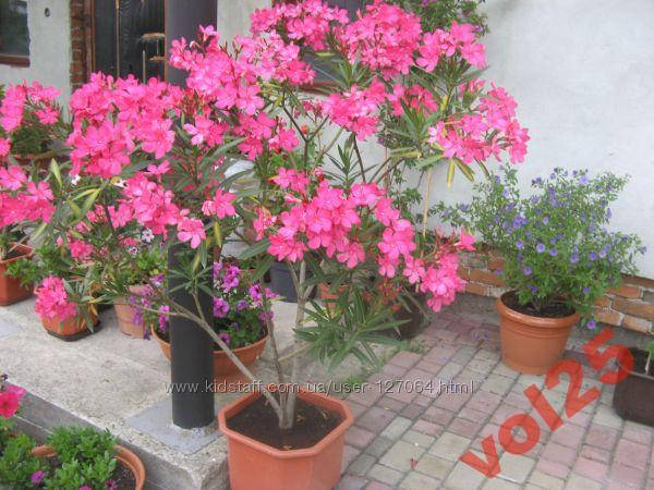 

Итальян.сорт цветение с мая по заморозки