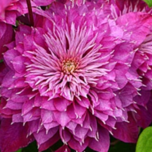 

Клематис Kaiser (Кайзер)