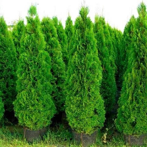 

Саженцы Туи западной Брабант (Thuja occidentalis Brabant) 3-х летний С3