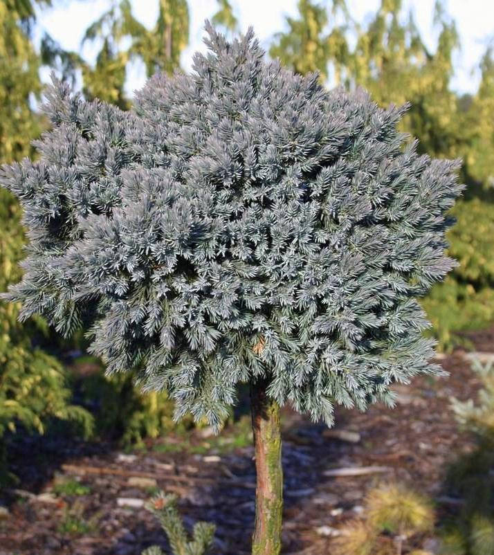 

Juniperus squamata Blue Star C-10 Pa