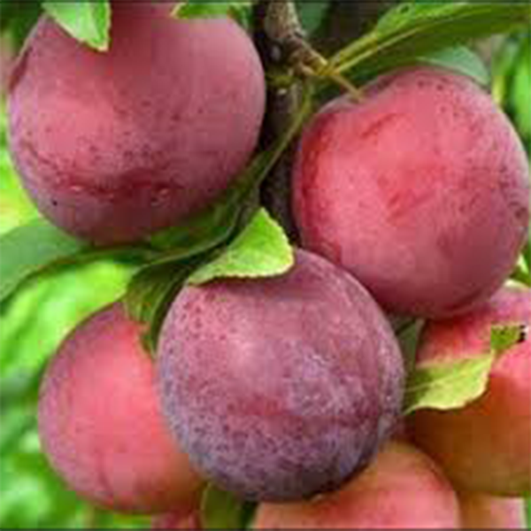 

Саженцы диплоидной сливы «Формоза» (Formoza) - 2-летний